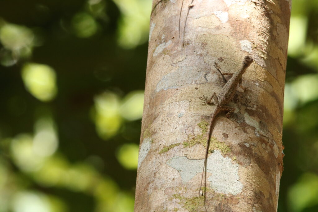 Flying lizard