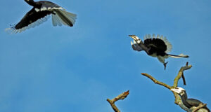 Oriental pied hornbills